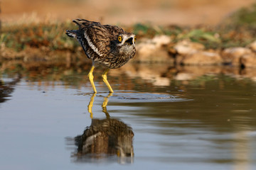 Stone-curlew, Burhinus oedicnemus, bird