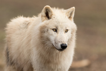 Portrait of white wolf in the forest © AB Photography