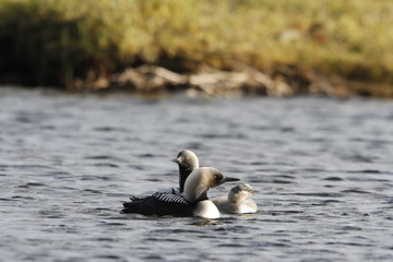 A family of Pacific Loons (Gavia pacifica) also known as Pacific Divers swimming in a lake, near Arviat Nunavut, Canada