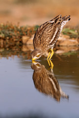 Stone-curlew, Burhinus oedicnemus, birds