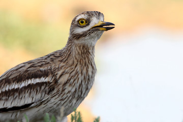 Stone-curlew, Burhinus oedicnemus, birds