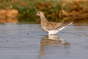 European turtle Dove drinking in a lagoon in summer