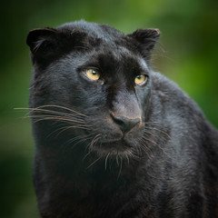Naklejka na ściany i meble Portrait of black panther
