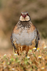 Red legged partridge, Alectoris rufa, partridge