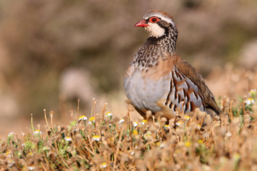 Red legged partridge, Alectoris rufa