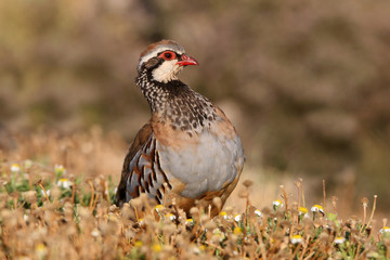 Red legged partridge, Alectoris rufa, partridge