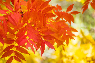 Bright orange autumn leaves at Boyce Thompson Arboretum