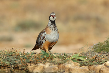 Red legged partridge, Alectoris rufa, partridge