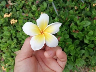 frangipani flower in hand