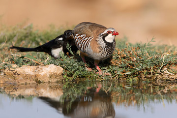 Red legged partridge, Alectoris rufa, partridge