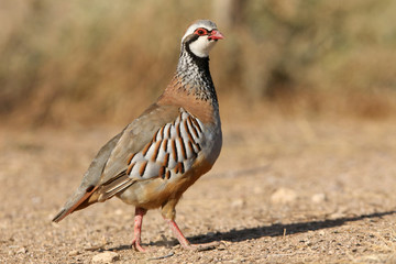 Red legged partridge, Alectoris rufa, partridge