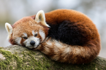 Red Panda in the tree © AB Photography