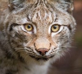 Obraz premium Portrait of lynx