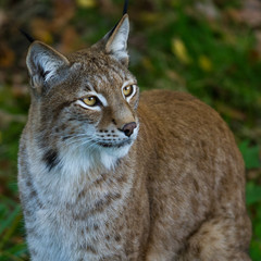 Fototapeta premium Portrait of lynx