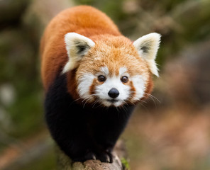 Red Panda in the tree