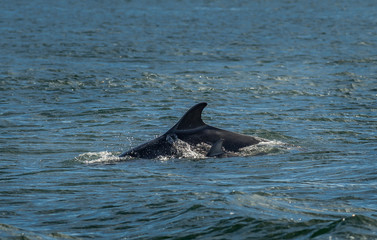 Naklejka premium Bottlenose Dolphin In The Moray Firth At Chanonry Point Near Inverness In Scotland