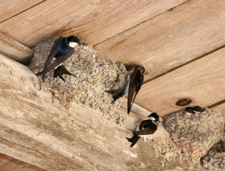 Nous avions faim © helenedevun