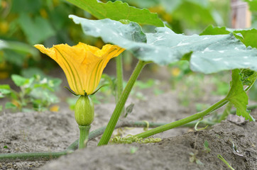 Small pumpkin in the garden bed during flowering. Closeup, selective focus
