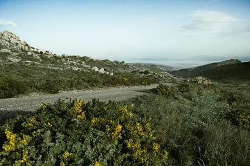 gorse Spain country