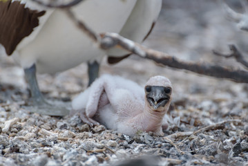 A young Nazca Booby chick on Genovesa Island, Galapagos Islands, Ecuador, South America.
