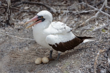 Nazca Booby (sula granti) with nest with two eggs on Genovesa Island, Galapagos Islands, Ecuador,...