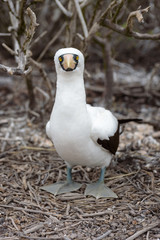 A Nazca Booby (Sula granti) on Genovesa Island, Galapagos Islands, Ecuador, South America.