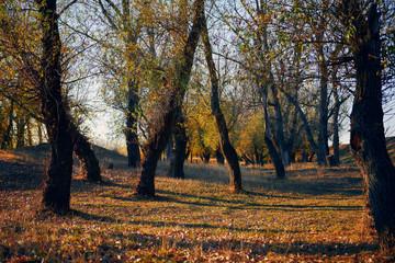 Autumn forest - beautiful wild landscape, bright sunlight and shadows at sunset, golden fallen leaves and branches, nature and season details.