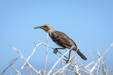 The Hood mockingbird / Española mockingbird (Mimus macdonaldi) on Isla Española in the Galapagos...