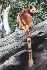 Tree kangaroo on tree