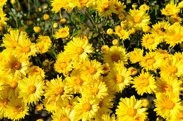 Background of blooming chrysanthemums in the flowerbed. Top view.