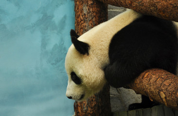 Panda bear in Moscow zoo in Russia