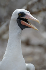 Close Up Nazca Booby (sula granti) on Genovesa Island, Galapagos Islands, Ecuador, South America.