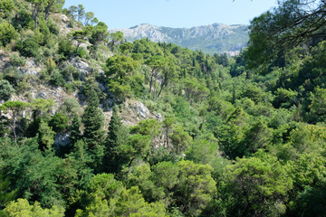 Fototapeta na wymiar Forest in the south of europe
