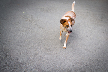 Australian Cattle Dog 