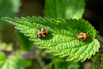 Two harlequin ladybird (Harmonia axyridis) pupa on the green stinging nettle leaf