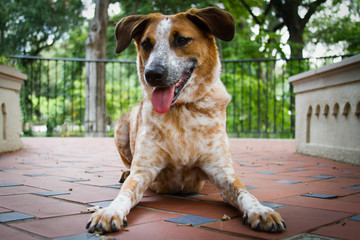 Australian Cattle Dog 