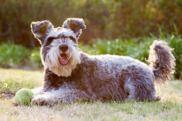 Miniature Schnauzer