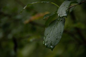 rain on leafe