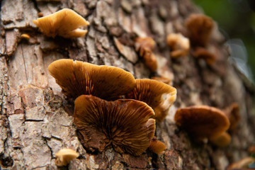 mushrooms in forest