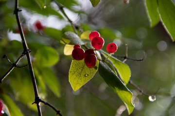 branch of tree with fruits and leaves