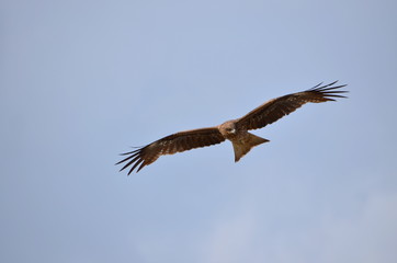 flying black kite in blue sky, Milvus migrans