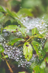 Water Droplets on Leaf