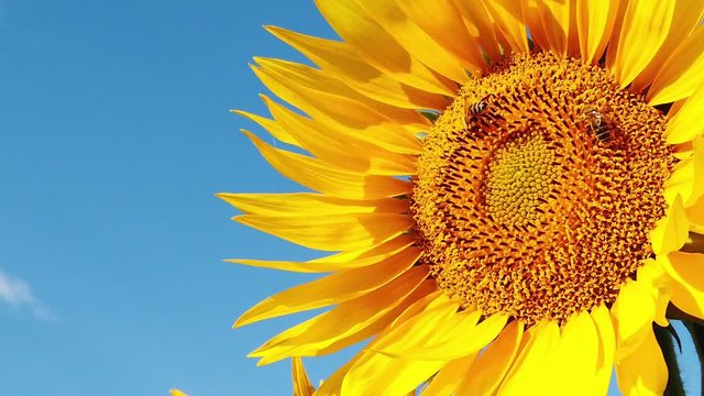 Abeilles butinants dans un champs de tournesols en slow motion 