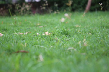 Grass
