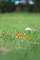 Grass