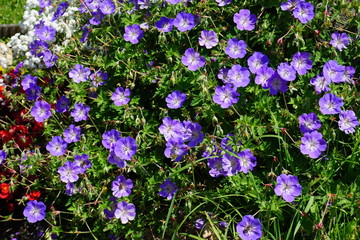 lila Blüten in den Alpen