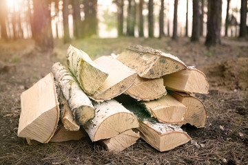 A large bunch of firewood, a large species, lies in the autumn forest on a coniferous blanket with...