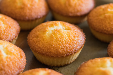 financier 