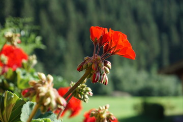 rote Geranienblüte einer prächtigen Geranie vor grünem Hintergrund