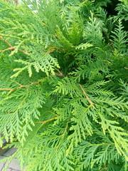 green grass background